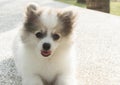 Closeup pomeranian sitting on concrete with green grass after pl