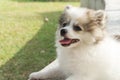 Closeup pomeranian sitting on concrete with green grass after pl