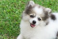 Closeup pomeranian smile and sitting on green grass after playing in nature park, pet health care concept, selective focus