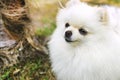 Closeup of pomeranian spitz in the garden. Cute white little dog outdoor Royalty Free Stock Photo