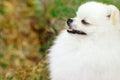 Closeup of pomeranian spitz in the garden. Cute white little dog outdoor Royalty Free Stock Photo