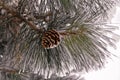 Closeup of a ponderosa pine tree cones on branches covered with frost and snow.