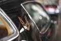 Closeup of Pontiac Trans Am firebird general motors. Logo. Royalty Free Stock Photo