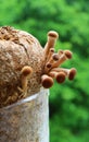 Poplar Mushrooms or Velvet Pioppini (Yanagi Matsutake) Growing Out off Mycelium Block