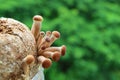 Poplar Mushrooms or Velvet Pioppini Yanagi Matsutake Pin Heads Growing Out off Mycelium Block