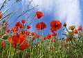 Red Poppies Close Up