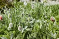 Closeup poppies