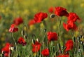 Red Poppies Close Up