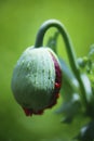 Poppy Flower Bud, Red Petals, Blurred Green Background