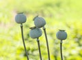 Four poppy seed pods