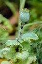 Closeup of a poppy plant