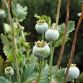 Poppy seed pods closeup in a garden Royalty Free Stock Photo