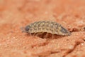 Closeup of a Porcellio spinicornis with big scales, walking on the hot brown ground in a desert