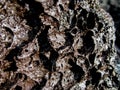 Closeup of Porous Volcanic Pumis Stone