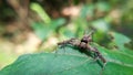 Closeup of Portia spider on green leaf Royalty Free Stock Photo