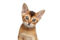 Closeup Portrait Abyssinian Kitty Looks Curious on Isolated White Background