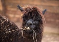 Closeup portrait of an adorable cute black curly shagged male alpaca with hurted eye chewing a dry grass with wonky