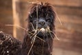 Closeup portrait of an adorable cute black curly shagged male alpaca with hurted eye chewing a dry grass with wonky
