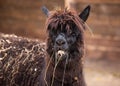 Closeup portrait of an adorable cute black curly shagged male alpaca with hurted eye chewing a dry grass with wonky