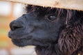 Closeup portrait of an adorable cute black curly shagged male alpaca with hurted eye looking through a fence .Vicugna