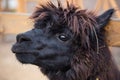 Closeup portrait of an adorable cute black curly shagged male alpaca with hurted eye looking through a fence .Vicugna