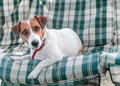 Closeup portrait of adorable dog Jack russell resting on green blue checkered pads or cushion on Garden bench or sofa outside at s Royalty Free Stock Photo