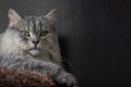 Closeup portrait of adult fluffy cat, looking directly at you. Gray serious cat.