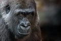 closeup portrait of an adult gorilla