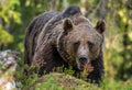 Closeup portrait of adult male of brown bear. Front view. Green natural background. Summer season. Natural habitat