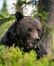 Closeup portrait of adult male of brown bear. Front view. Green natural background. Summer season. Natural habitat