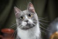 Closeup portrait of adult mongrel yellow-eyed cat on a dark green background