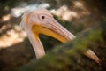 Closeup portrait of adult pink pelican behind green lattice in zoo Royalty Free Stock Photo
