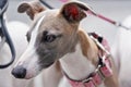 Closeup portrait of afghan greyhound dog head Royalty Free Stock Photo