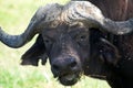 Closeup portrait of an African buffalo