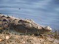 Closeup portrait of African crocodile laying on bank of Chobe River, Chobe National Park, Botswana, Southern Africa