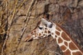 Closeup portrait of African Giraffe Royalty Free Stock Photo