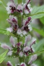 Closeup portrait on an aggregation of pink Motherwort, Leonurus cardiaca, plants flowering