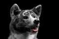 Closeup portrait of Akita inu Dog on Isolated Black Background Royalty Free Stock Photo