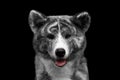 Closeup portrait of Akita inu Dog on Isolated Black Background Royalty Free Stock Photo