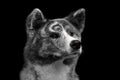 Closeup portrait of Akita inu Dog on Isolated Black Background Royalty Free Stock Photo