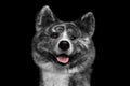 Closeup portrait of Akita inu Dog on Isolated Black Background Royalty Free Stock Photo