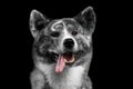 Closeup portrait of Akita inu Dog on Isolated Black Background Royalty Free Stock Photo