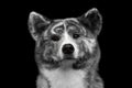 Closeup portrait of Akita inu Dog on Isolated Black Background Royalty Free Stock Photo