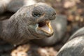 Closeup portrait of Aldabra giant tortoise. Praslin island, Seychelles Royalty Free Stock Photo