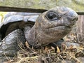 Closeup portrait of Aldabra giant tortoise. Praslin island, Seychelles Royalty Free Stock Photo