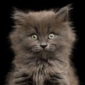 Gray Kitten on Black Background Royalty Free Stock Photo