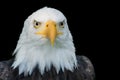 Closeup portrait of American Bald Eagle Royalty Free Stock Photo