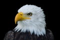 Closeup portrait of American Bald Eagle Royalty Free Stock Photo
