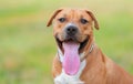 Closeup portrait of an American staffordshire dog