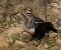 Closeup portrait of Anhinga Snakebird Anhinga anhinga hunting with whole fish in mouth, Bolivia